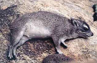 cribbed from www.kenyabeasts.org.uk/hyrax2.htm